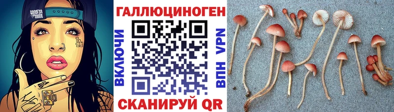Галлюциногенные грибы Psilocybine cubensis  Лесозаводск 